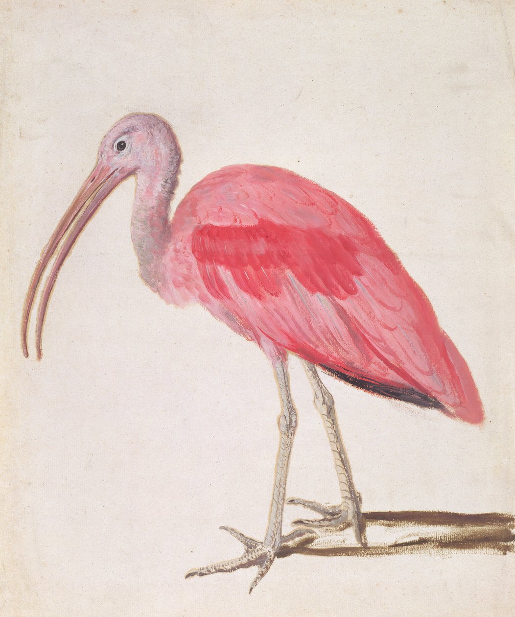 Portrett av en Scarlet Ibis-fugl (olje på papir) av European School