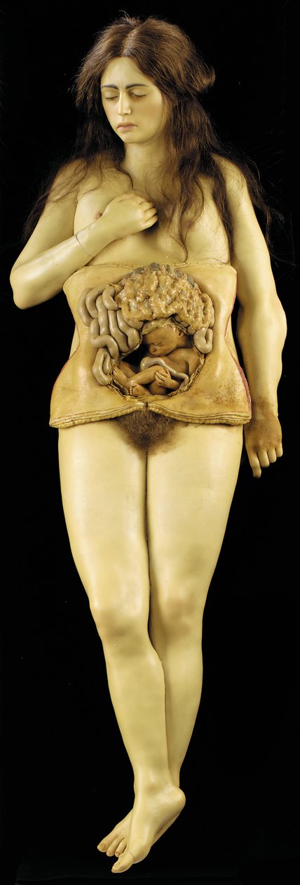 Anatomisk modell av en eggstokkgraviditet av European School