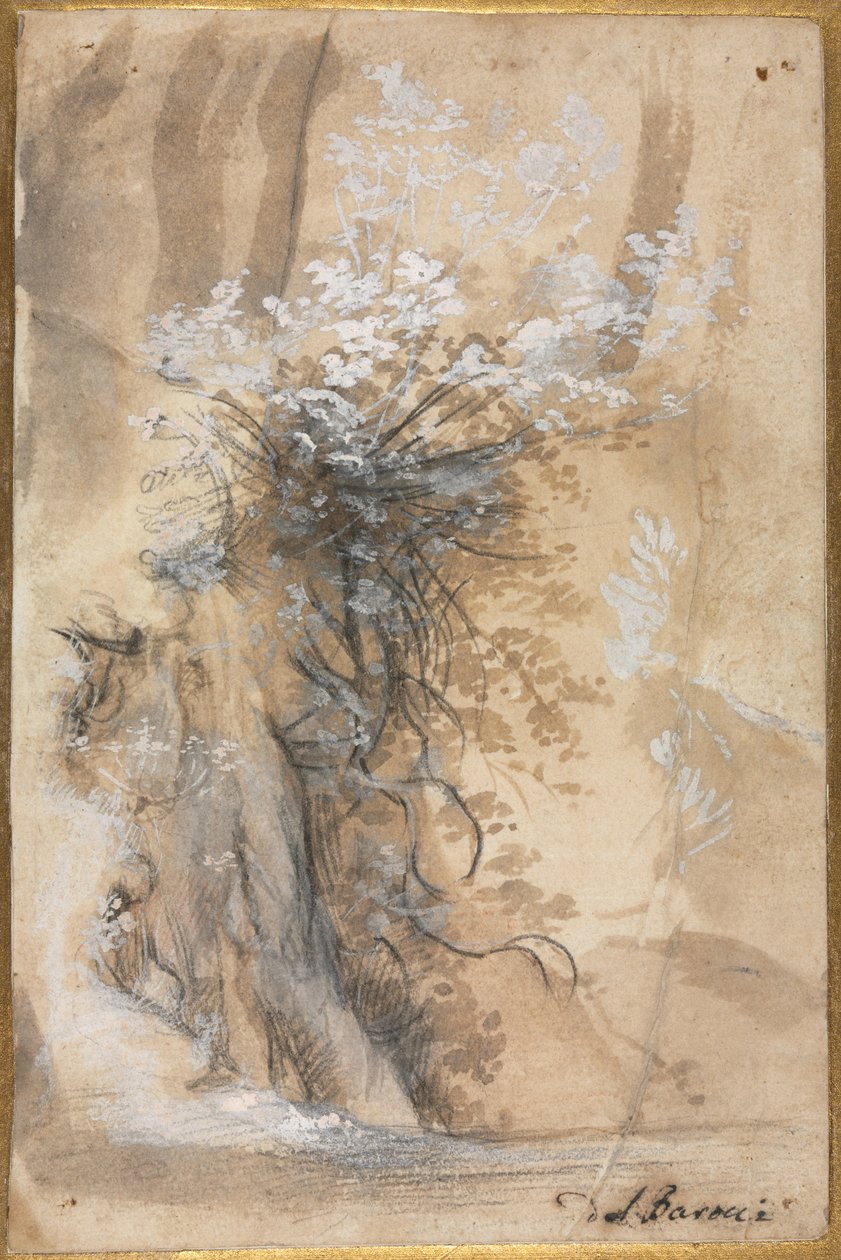 Blomstrende busk over en erodert bank, 1565-1570. av Federico Barocci