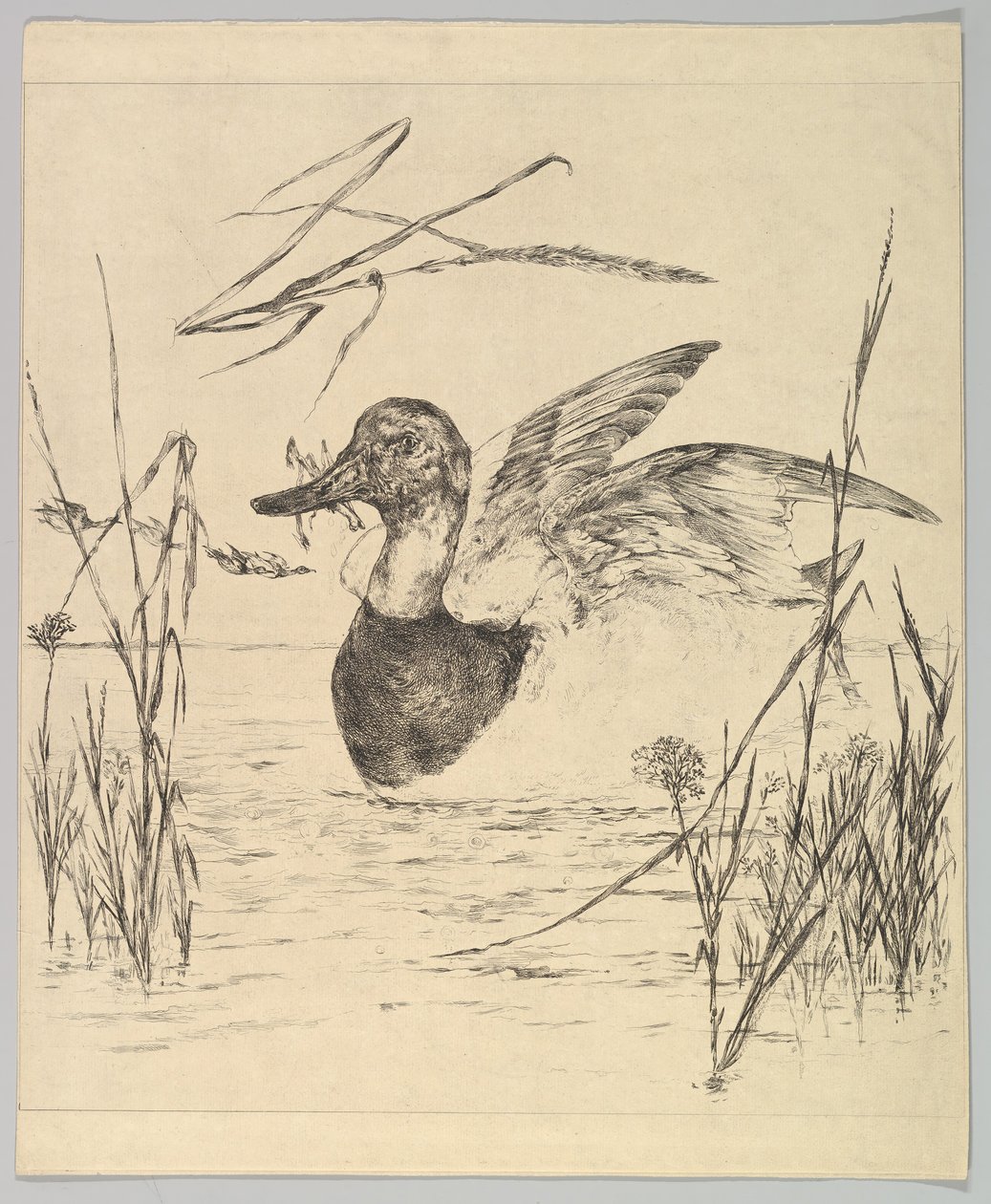 And, 1850-1914. av Felix Bracquemond