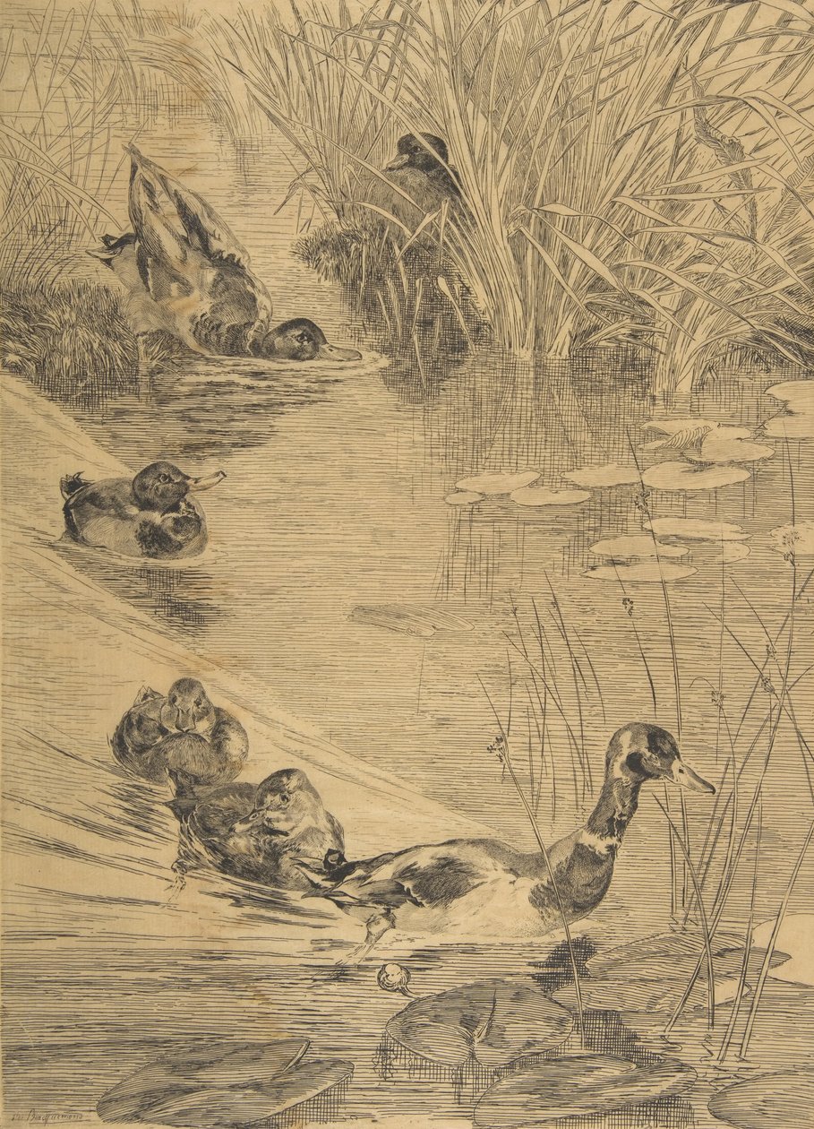 Duck Frolic, 1850-1914. av Felix Bracquemond