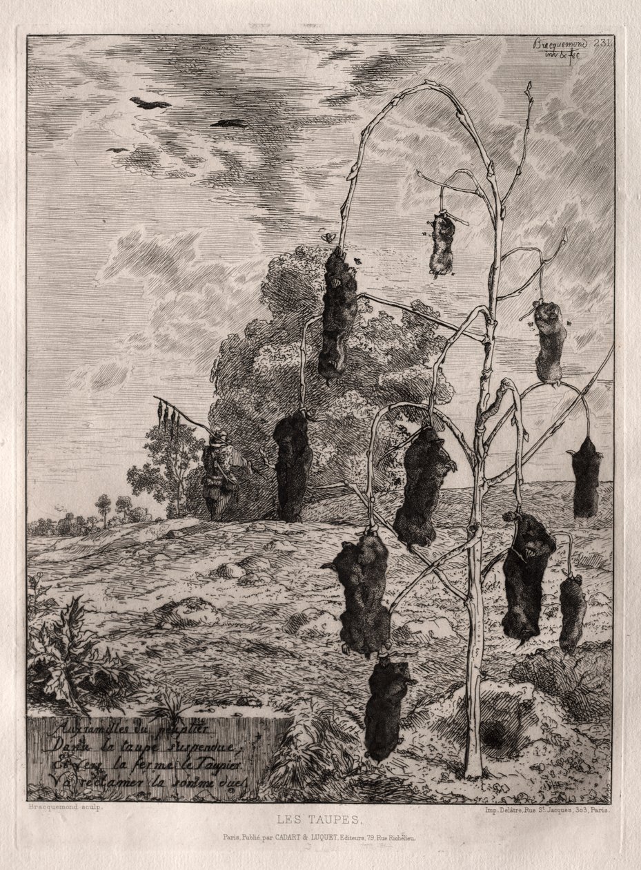 Føflekker av Felix Bracquemond