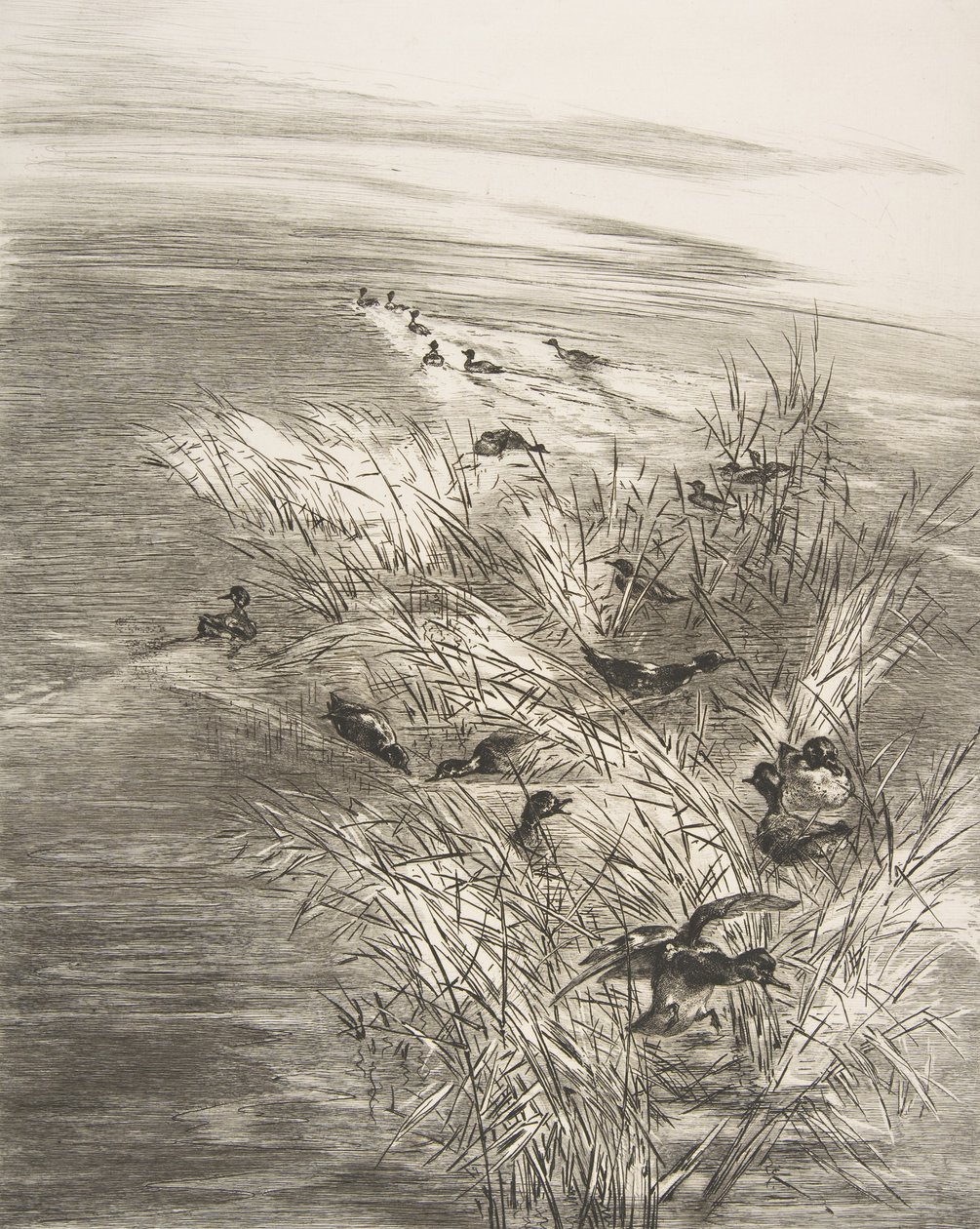 Siv og krikk, 1882. av Felix Bracquemond