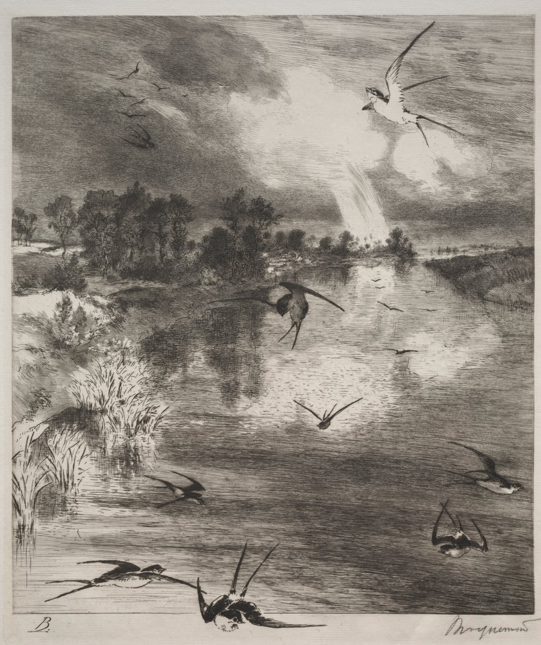 Svaler av Felix Bracquemond