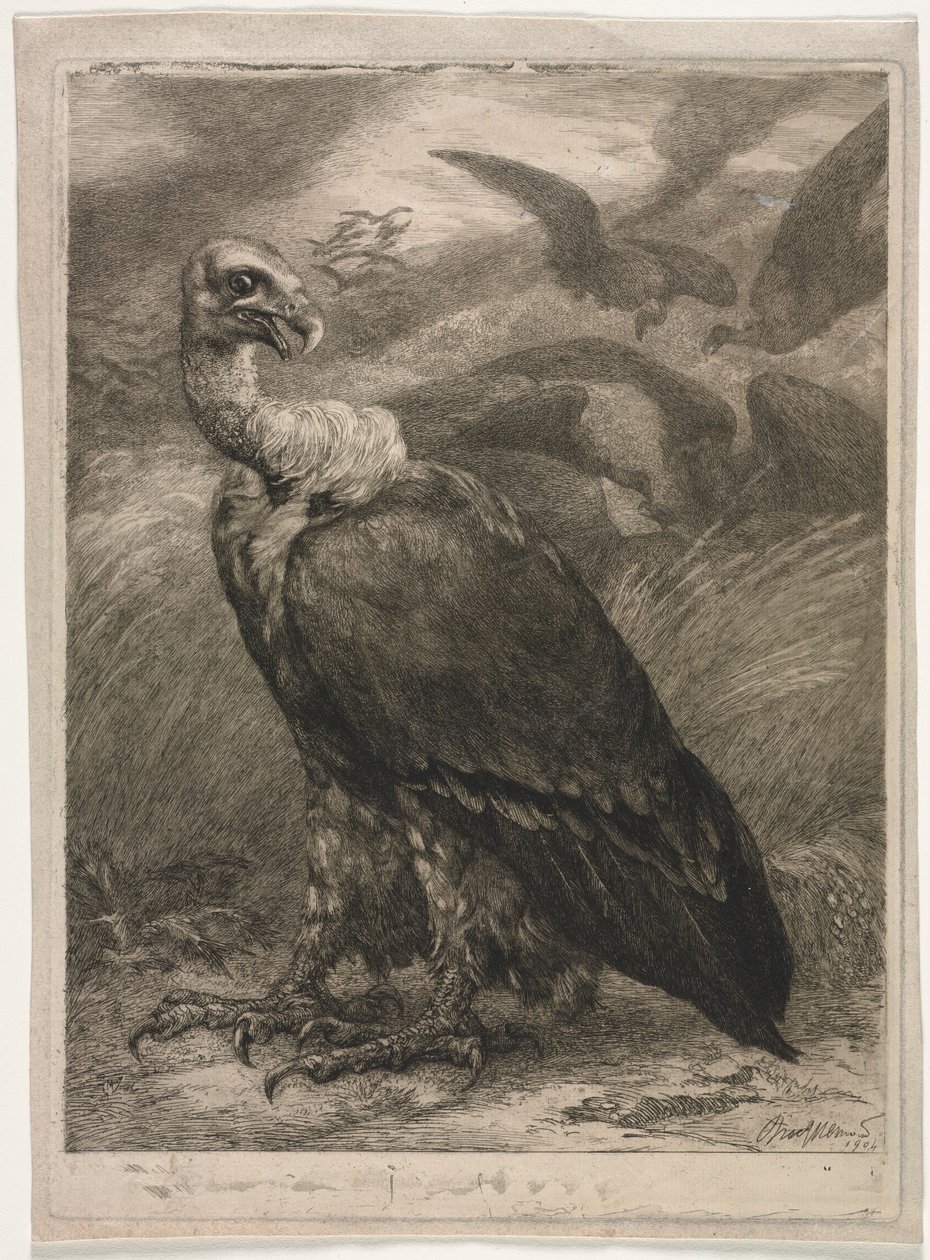 Vulture, 1904. av Felix Bracquemond