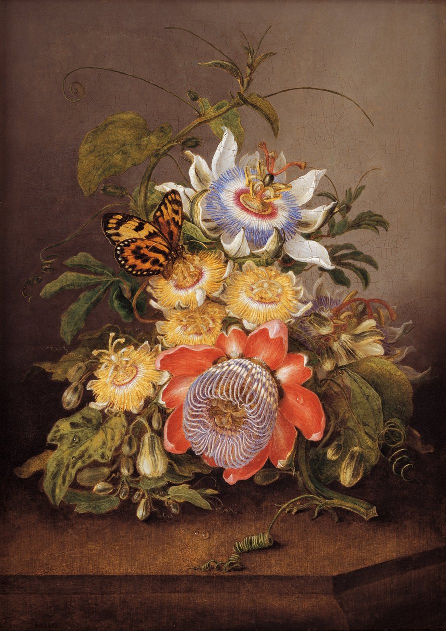 Lidenskapsblomster av Ferdinand Bauer