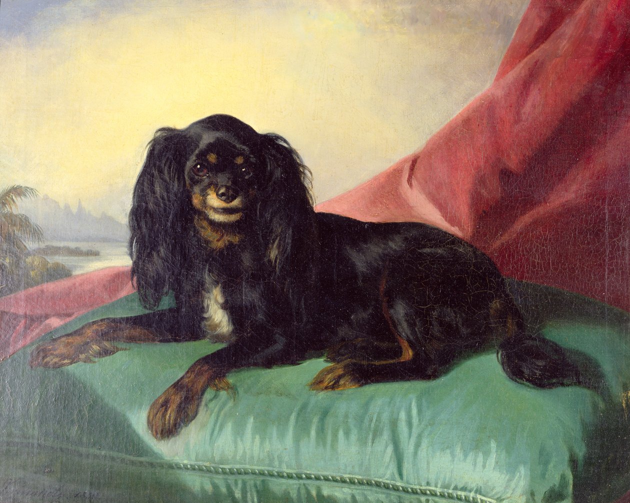 En King Charles Spaniel på en grønn pute av Ferdinand Krumholz