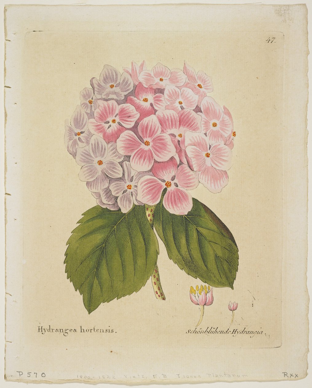 Schonbluhende Hydrangia, fra Icons of Plants with their Fruit and Uses in Medico-Economico-Technologica, 1804 (håndfarget gravering) av Ferdinand Bernhard Vietz