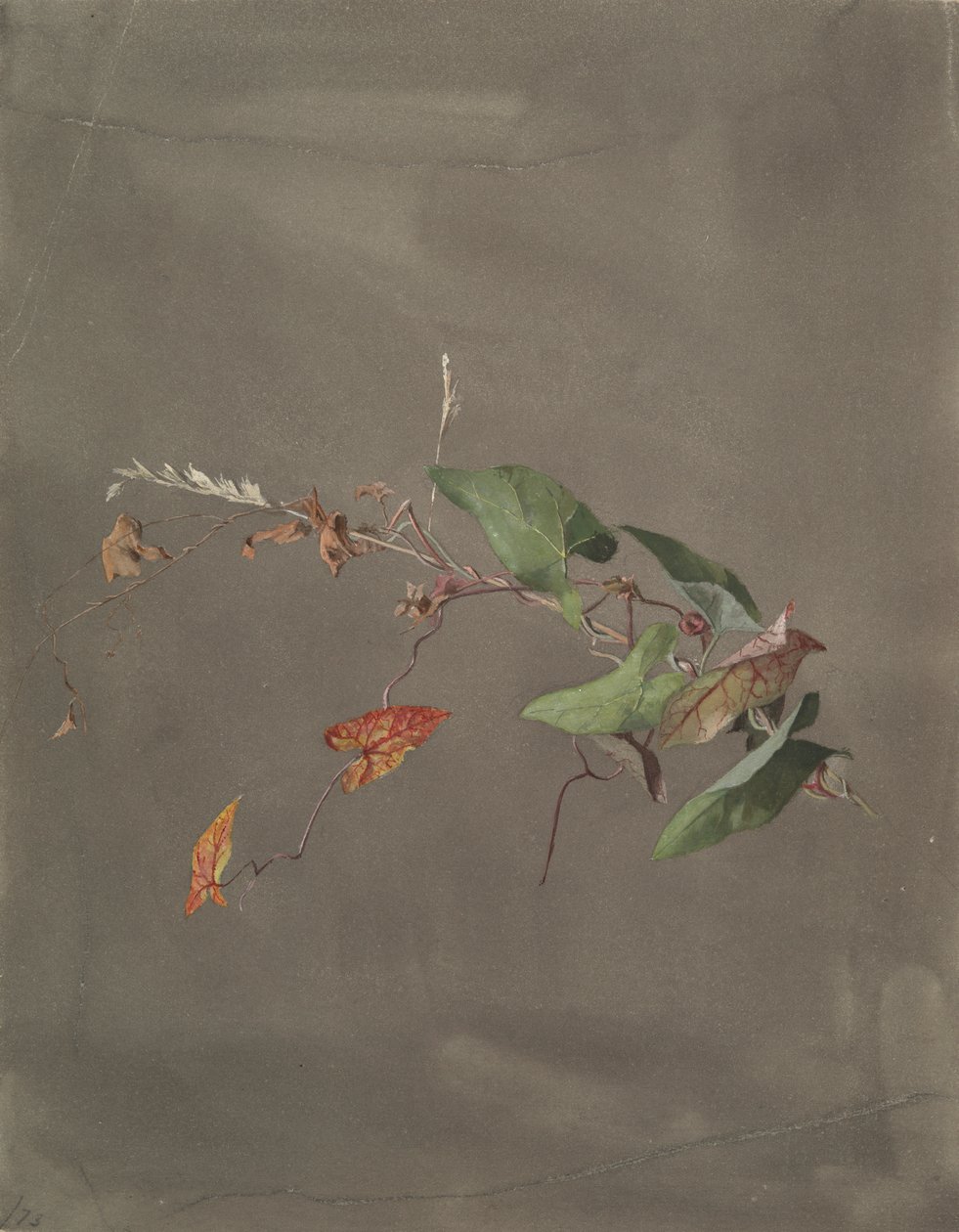 Bindweed av Fidelia Bridges