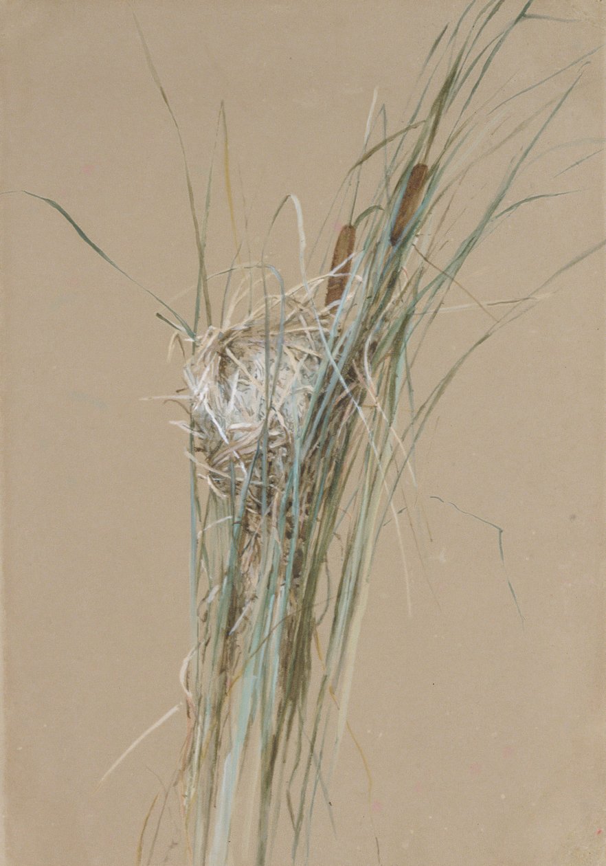Birds Nest i Cattails, ca. 1875. av Fidelia Bridges