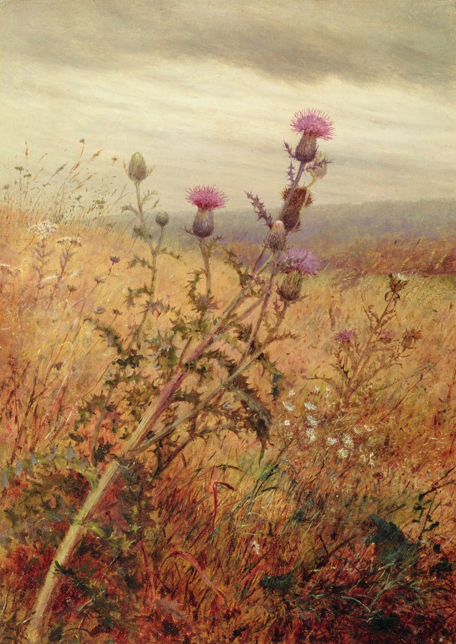 Thistle in a Field, 1875 av Fidelia Bridges