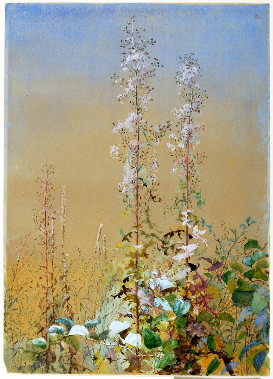Uten tittel, ca. 1876. av Fidelia Bridges