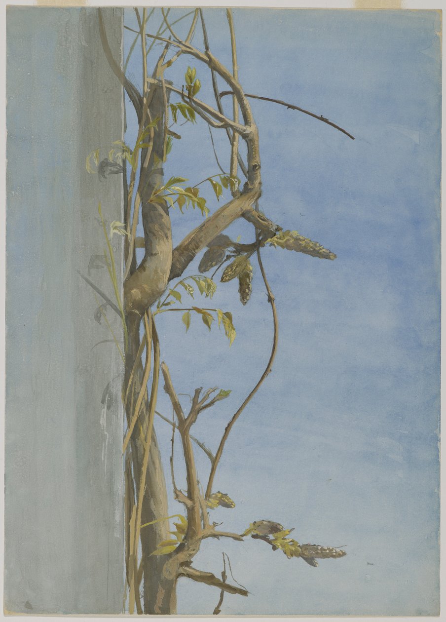 Wisteria på en vegg (wc på papir) av Fidelia Bridges