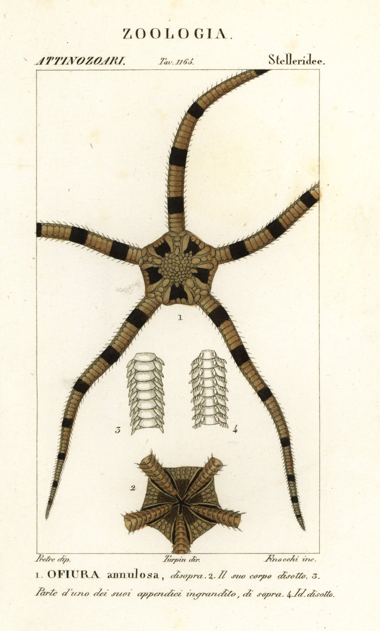 Sprø stjerne pigghud, Ophiomastix annulosa, Ophiura annulosa av Finocchi Finocchi
