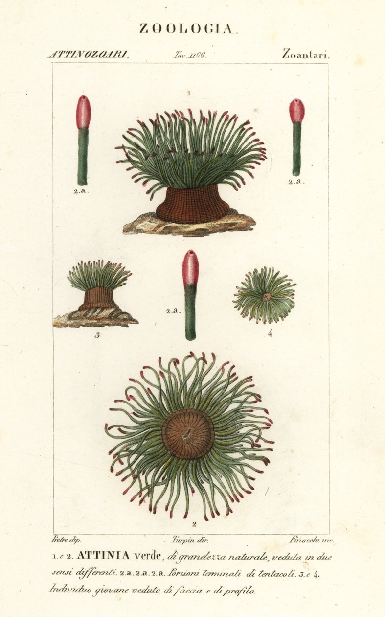Middelhavsslangelås sjøanemone, Anemonia sulcata av Finocchi Finocchi