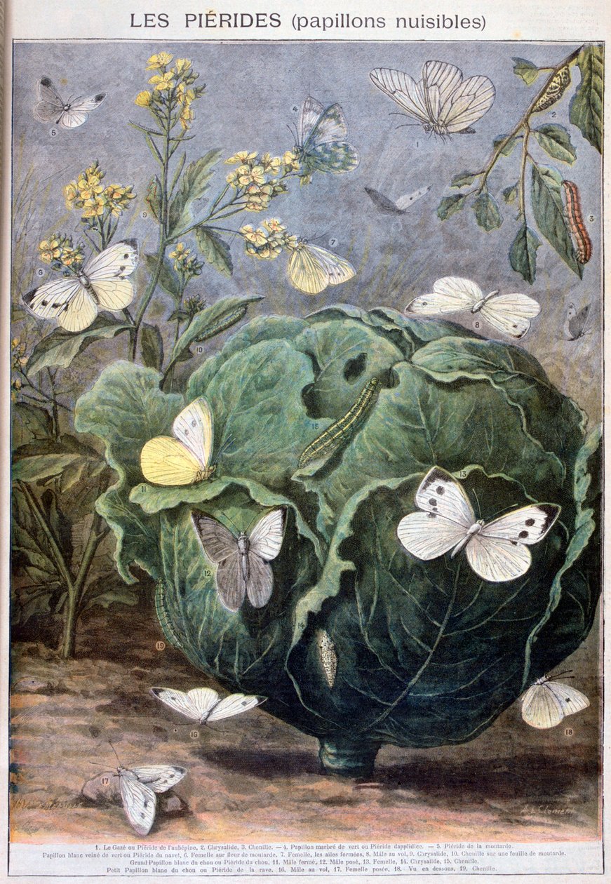 Pierid sommerfugler, 1897 av Fortuné Méaulle