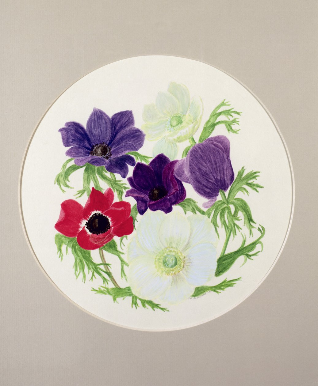 Anemoner av Frances Buckland