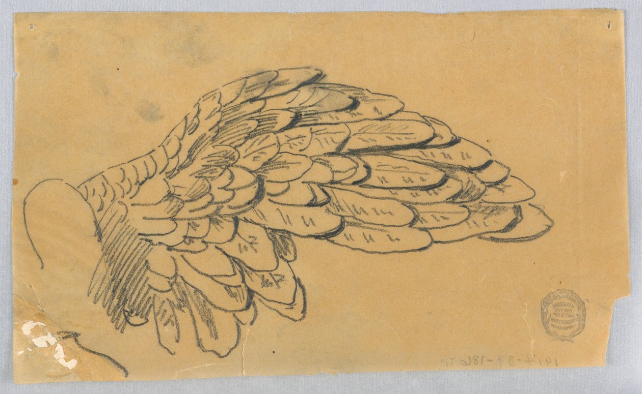 Studie av en vinge av Francis Augustus Lathrop