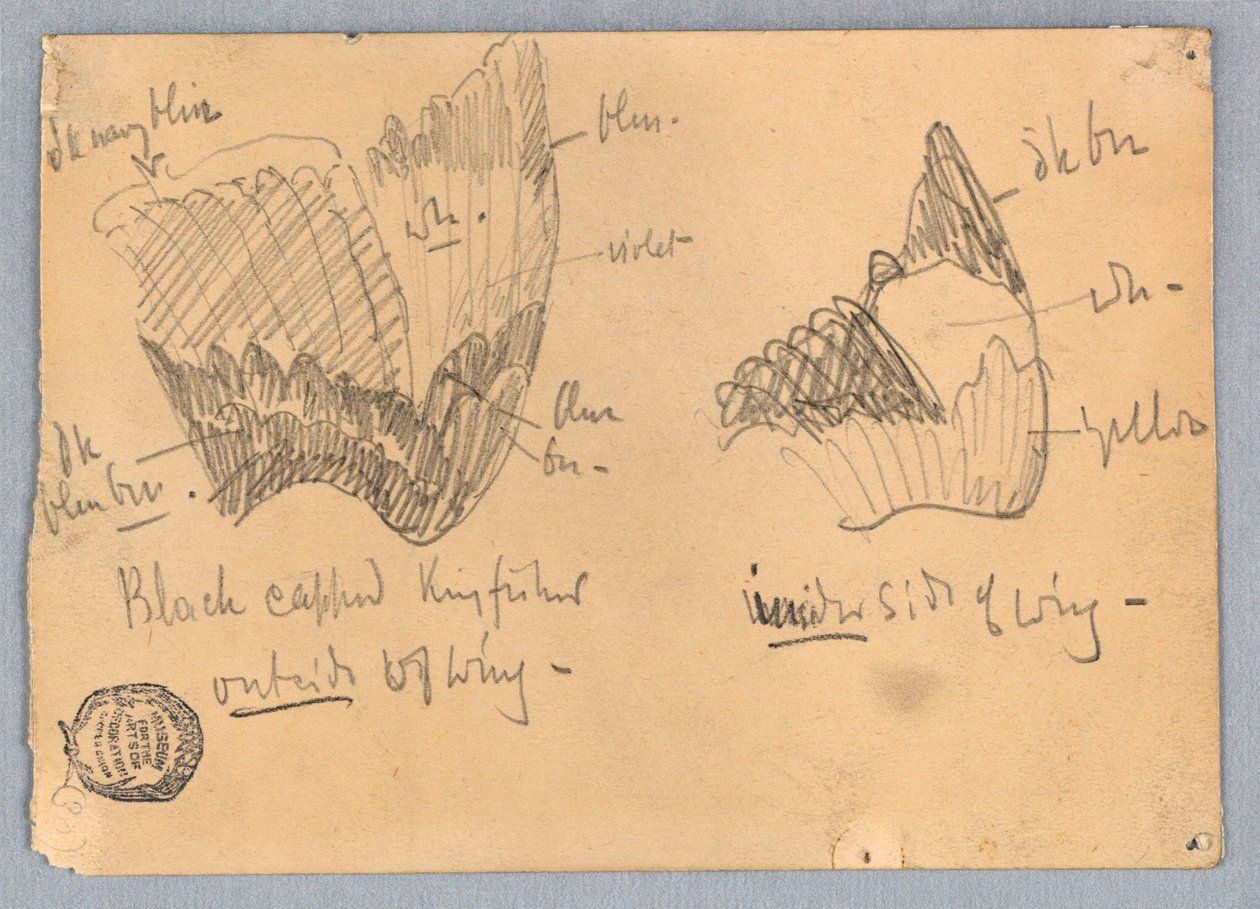 Vinge til en svart-capped Kingfisher av Francis Augustus Lathrop