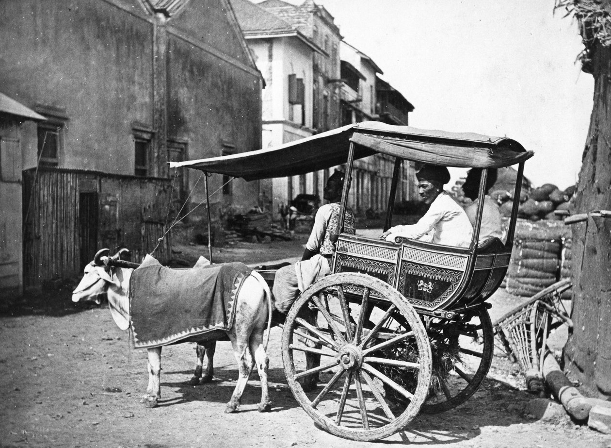 Bombay Hackerry, ca. 1875 av Francis Frith