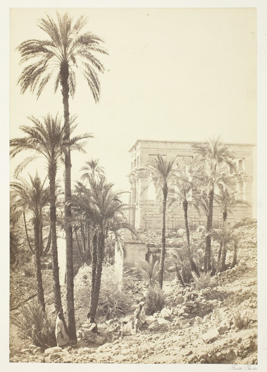 Gruppe av palmer, 185862. av Francis Frith