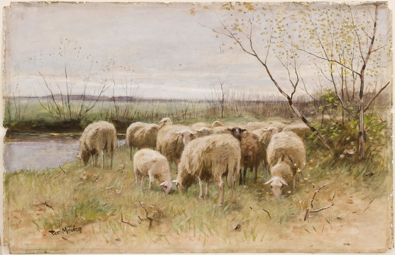 Sau av Francois Pieter ter Meulen