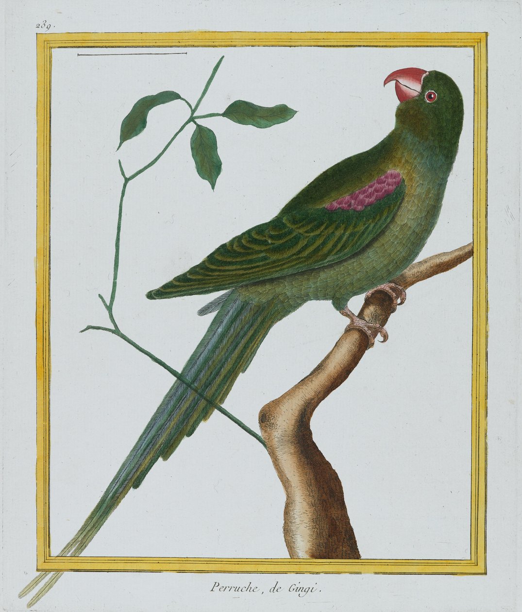 Perruche, de Gingi, ca. 1770-86 (håndfarget gravering) av Francois Nicolas Martinet