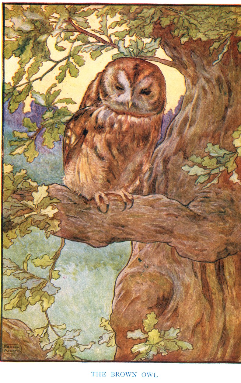 The Brown Owl, illustrasjon fra 'Country Ways and Country Days' av Frank Adams