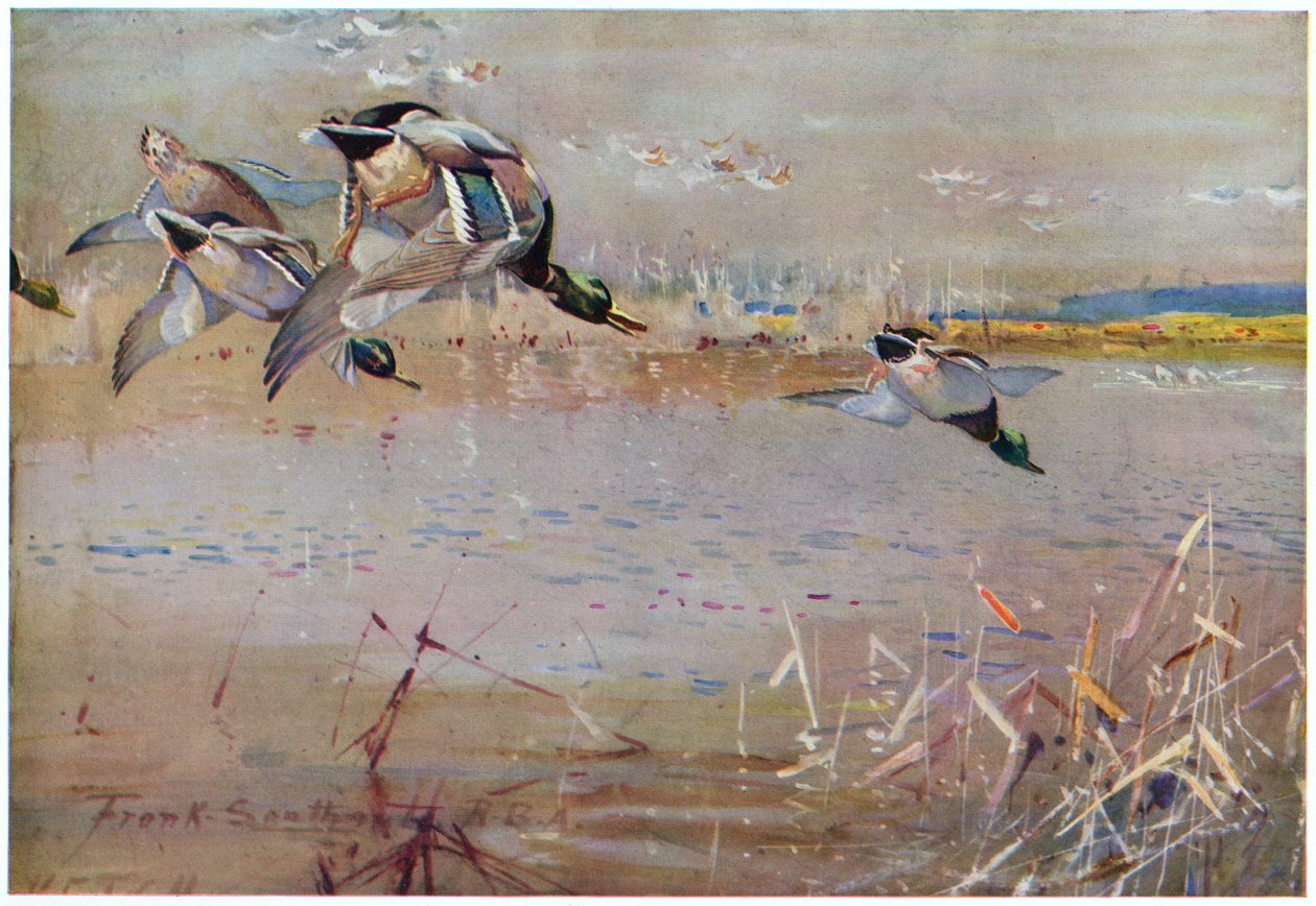 Stokkander jaget av en hauk, illustrasjon fra 'Wildfowl anf Waders' av Frank Southgate
