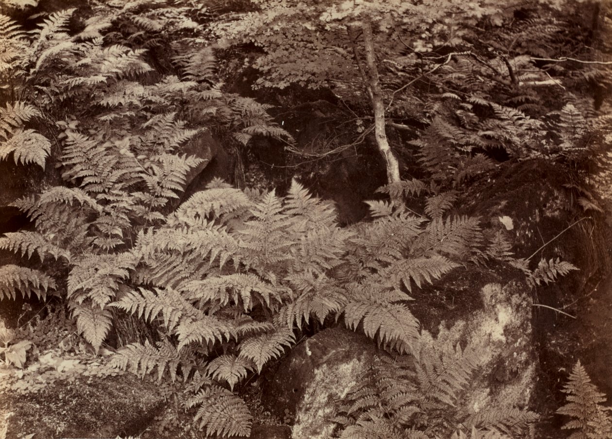 Uten tittel (Fern Study) av Frank Meadow Sutcliffe