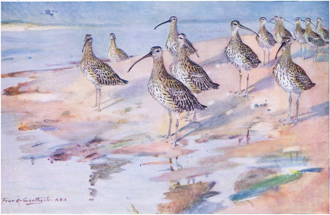 Curlews ved Blakeney Point (litho) av Frank Southgate