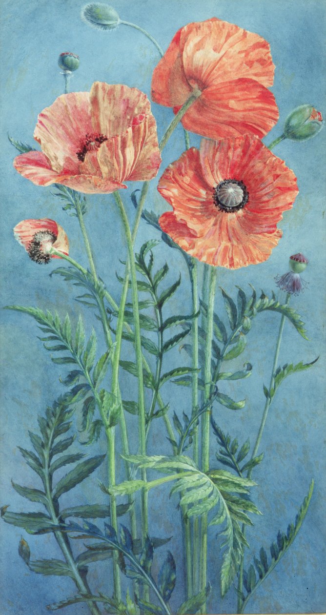 Valmuer, 1916 (wc på papir) av Frank Steeley