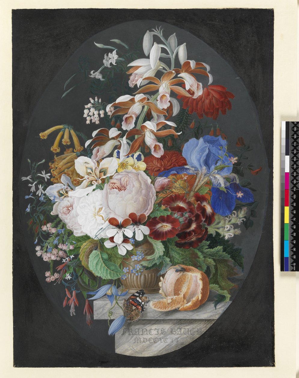 På en marmorhylle, en skrelt appelsin og en dekorert brun krukke som inneholder blomster som inkluderer roser, pelargonium, tropisk orkide, urteaktig klematis med en rød admiralsommerfugl, 1792 (gouache på vell) av Franz Andreas Bauer