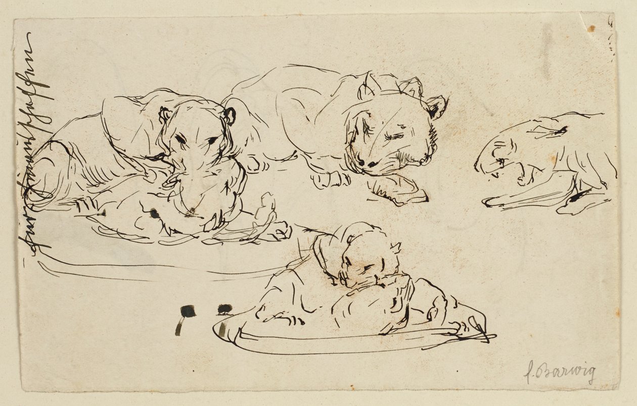 Snurrende Sundapanthers av Franz Barwig d. Ä.