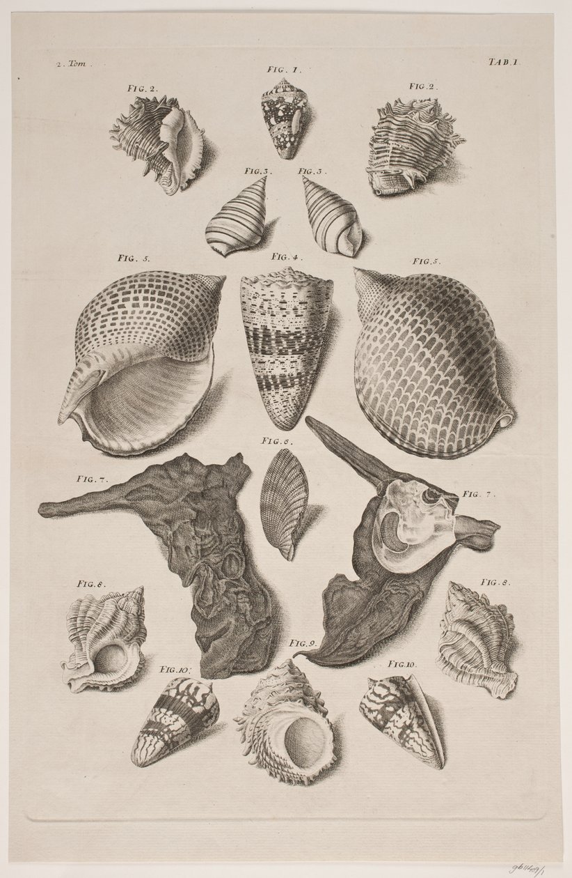 Konkylier med brett. Plate 1. av Franz Michael Regenfus