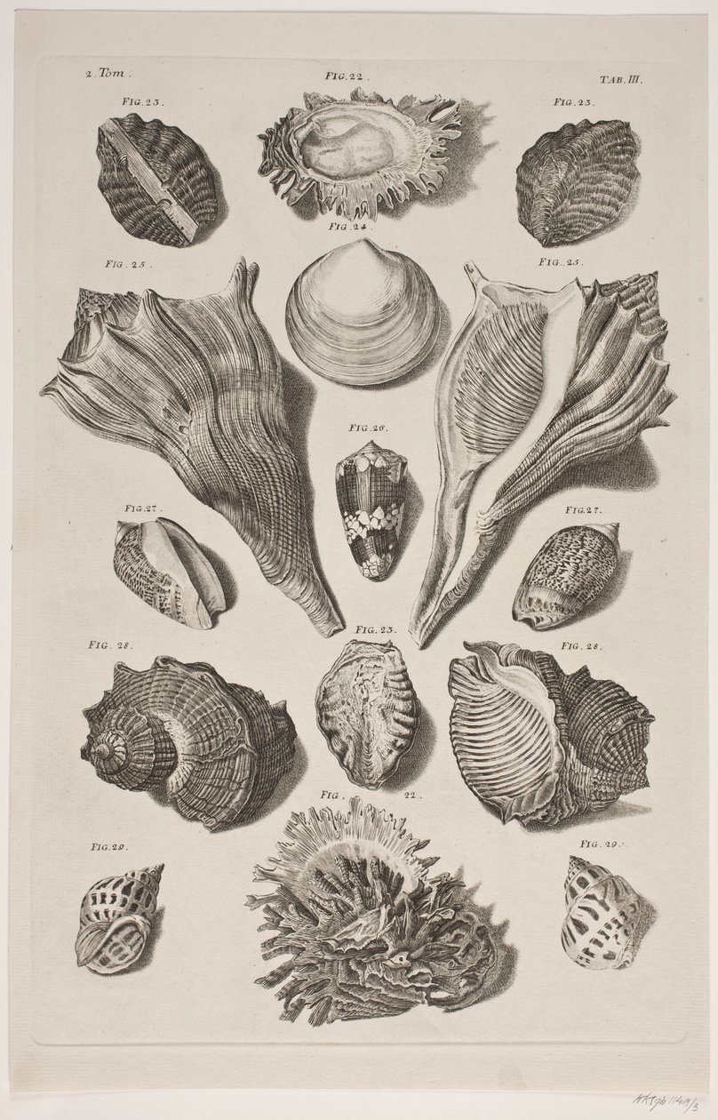 Konkylier med brett. Plate 3. av Franz Michael Regenfus