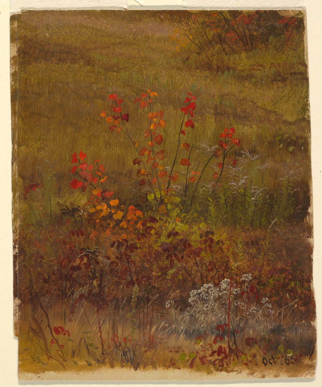Botaniske studier av Frederic Edwin Church