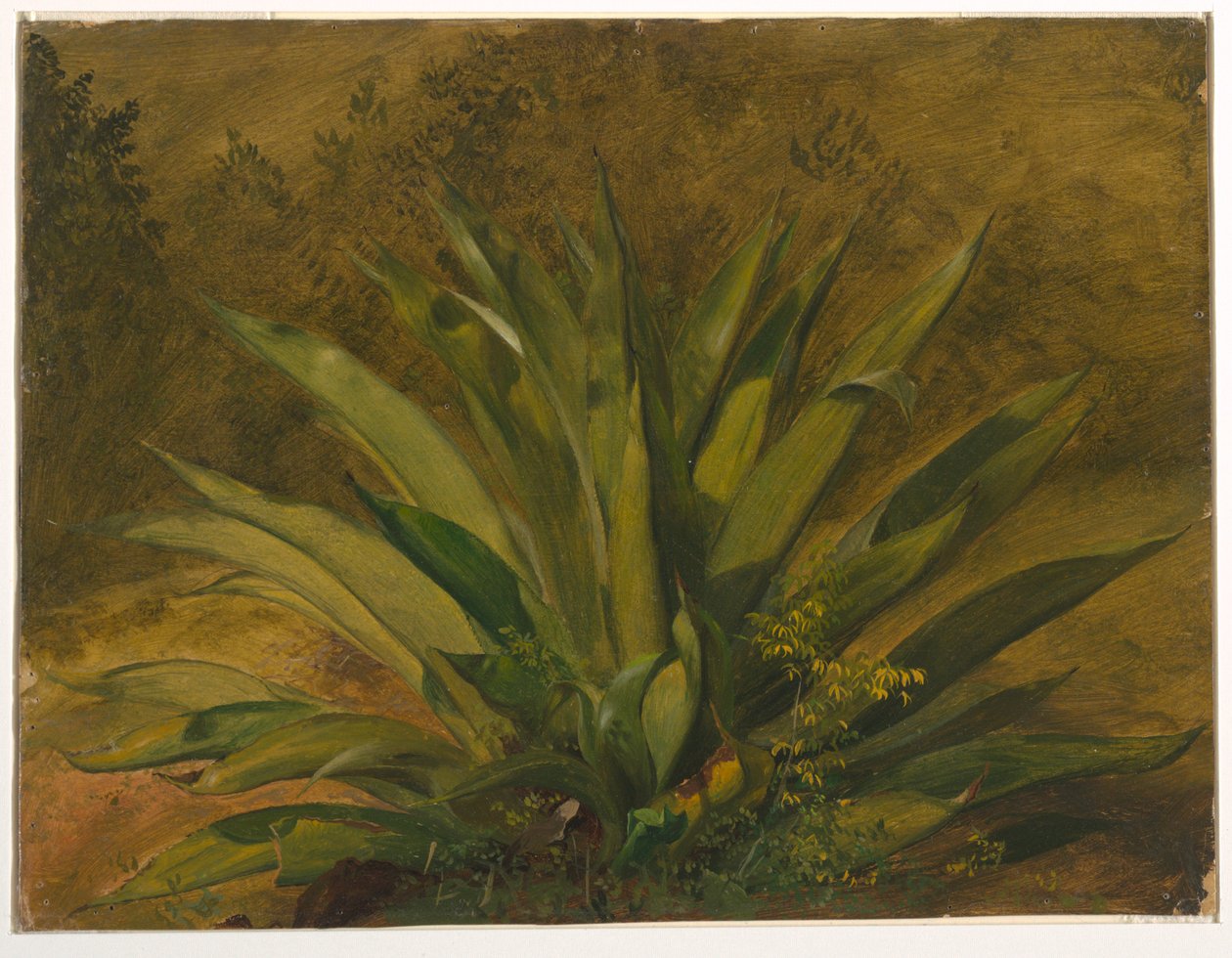 Botanisk studie av Frederic Edwin Church
