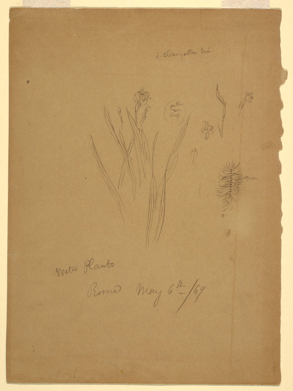 Tegning, Vannplanter, Roma Italia av Frederic Edwin Church