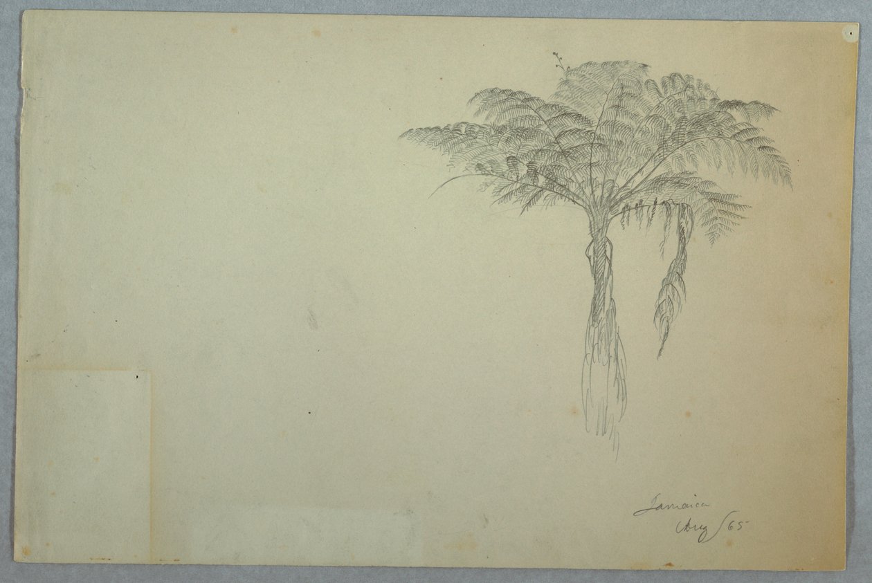 Fern Tree Study, Jamaica av Frederic Edwin Church