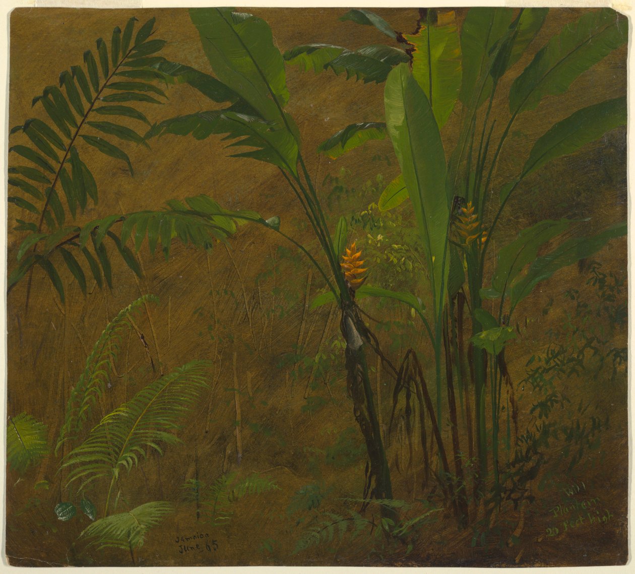 Bregner og vill groblad, Jamaica av Frederic Edwin Church