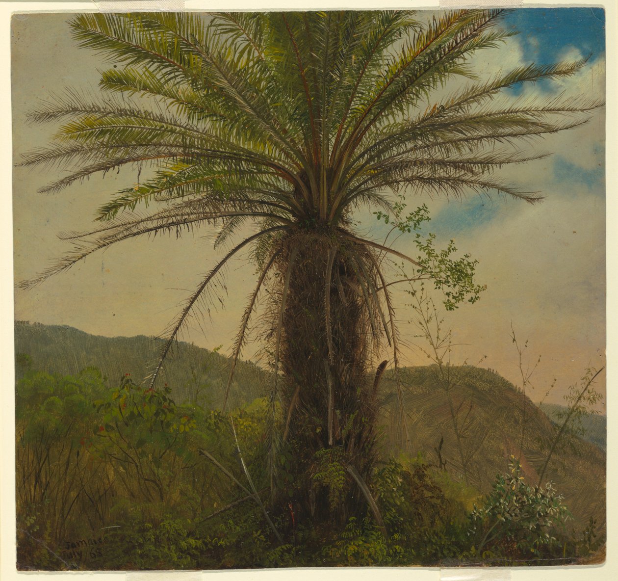 Tree Fern, Jamaica, juli 1865 av Frederic Edwin Church