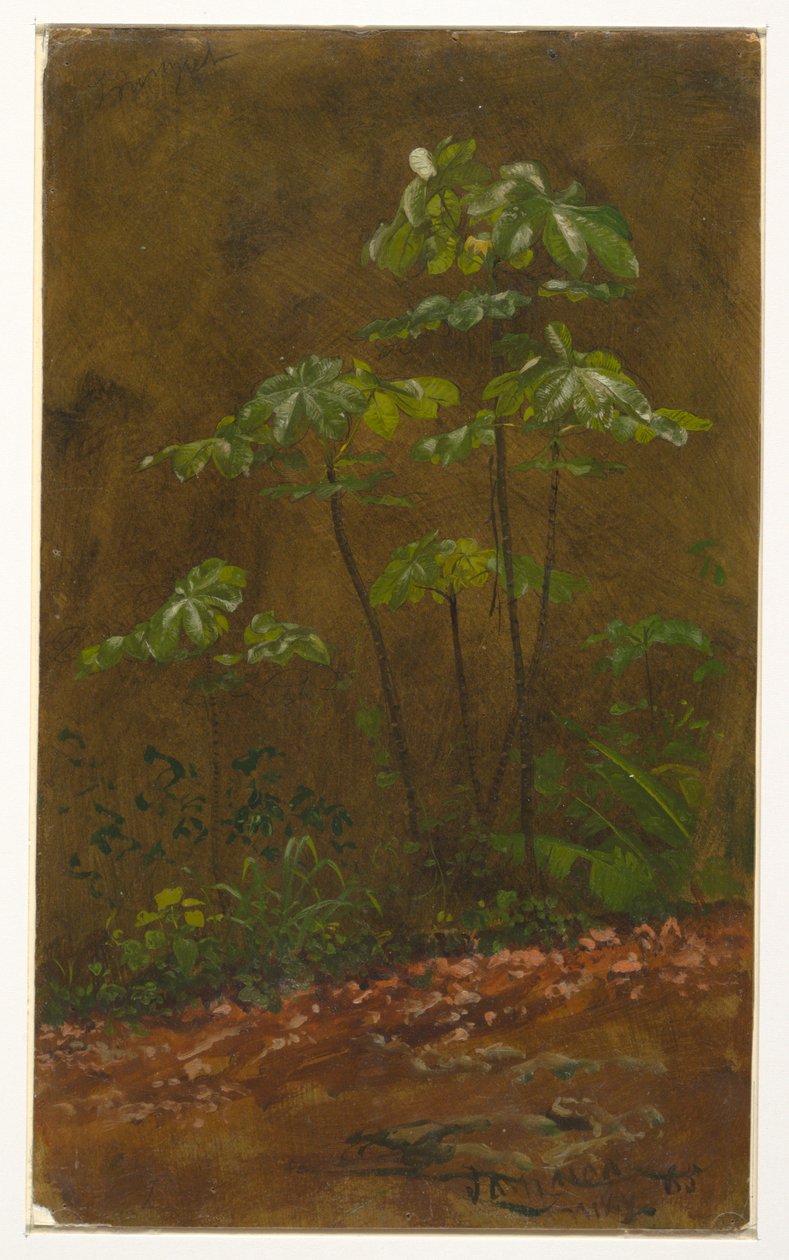 Trumpet Tree, Jamaica av Frederic Edwin Church