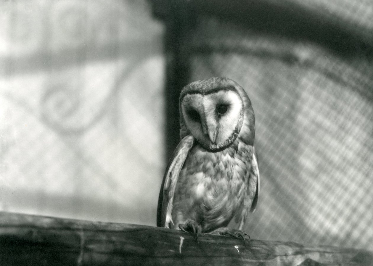 En barnugle i London Zoo, januar 1922 av Frederick William Bond