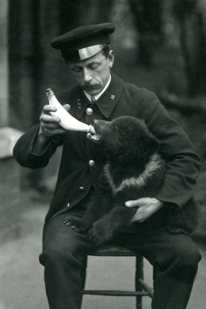 En brunbjørnunge som ble matet på flaske av keeper, Leslie Martin Flewin, i London Zoo i mai 1914 av Frederick William Bond