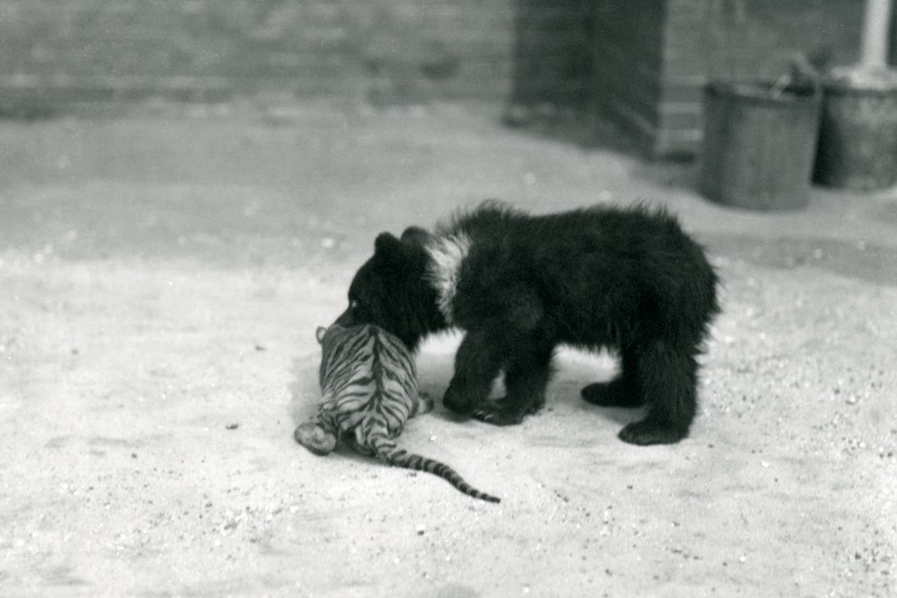 En brunbjørnunge leker med en tigerunge i London Zoo, april 1914 av Frederick William Bond