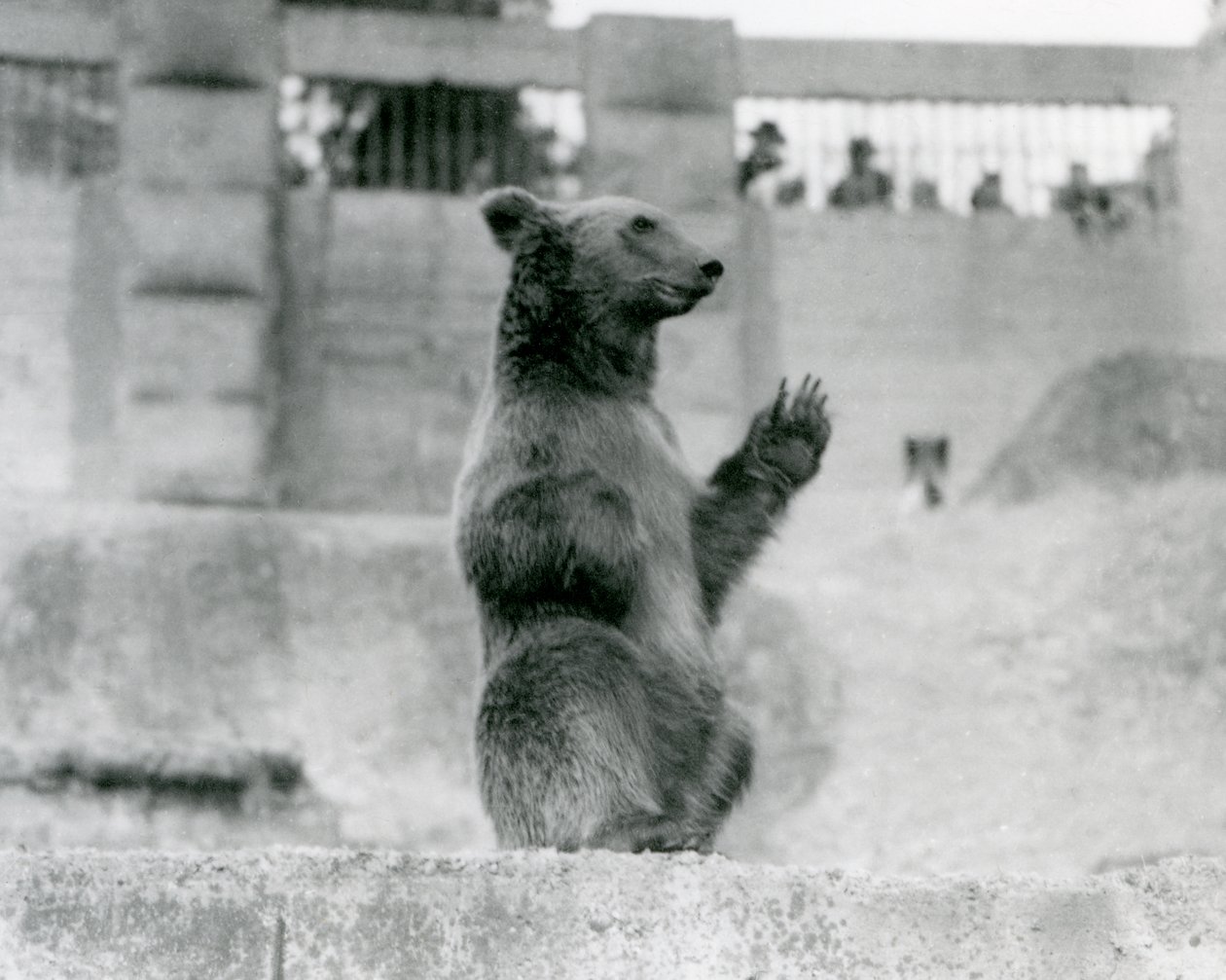 En brunbjørn som sitter opp foran besøkende i innhegningen på Mappin Terraces, London Zoo, 1922 (bw-bilde) av Frederick William Bond
