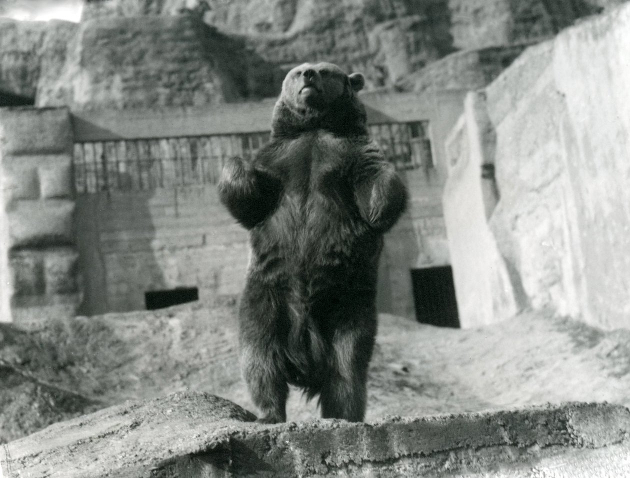 En brunbjørn står oppreist på bakbena, Mappin Terraces, London Zoo, august 1921 av Frederick William Bond