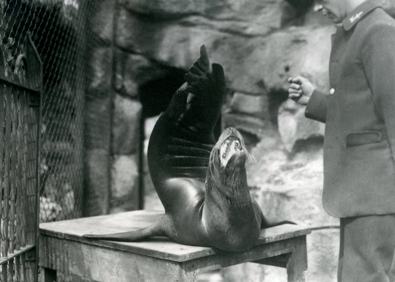 En California Sea Lion opptrer for sin keeper i London Zoo, juli 1921 av Frederick William Bond