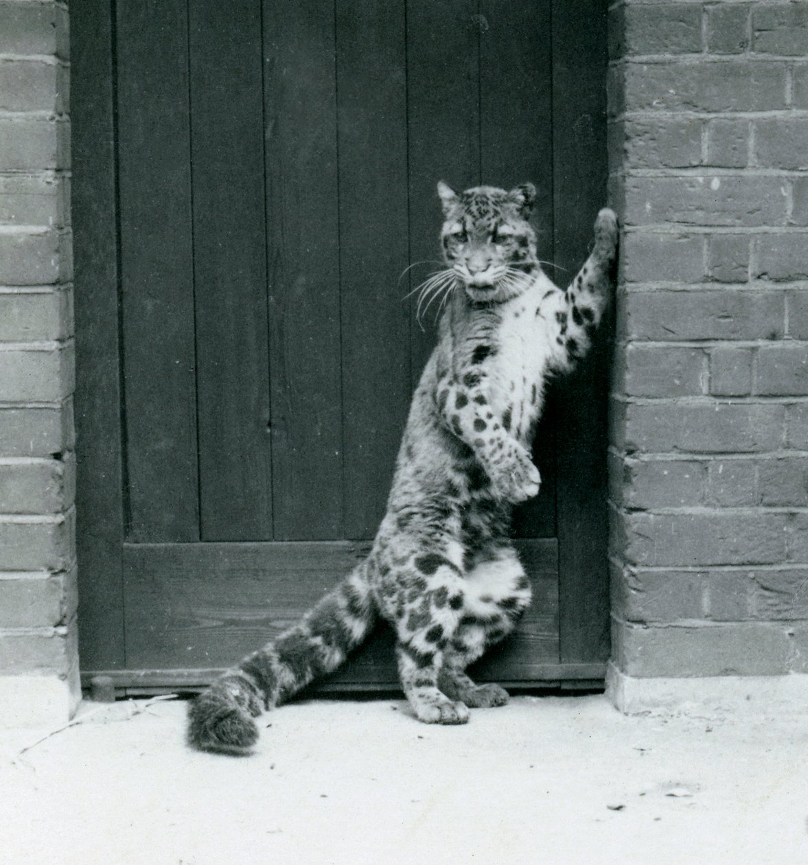 En skyet leopard står på bakbena og lener seg tilbake i en døråpning, London Zoo, 1922 (bw-bilde) av Frederick William Bond